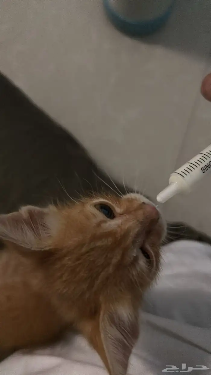 قط رضيع للتبني 2