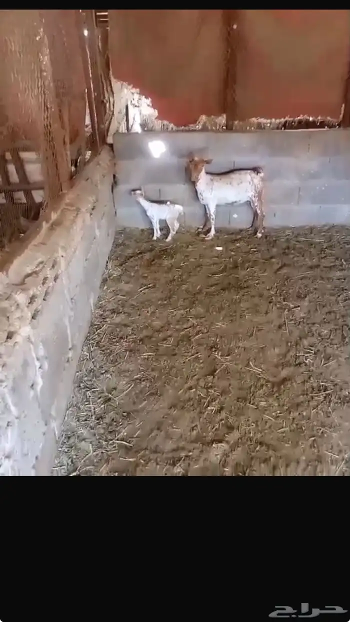 معزا مشاكيل كل وحدة تحتها تابع 0