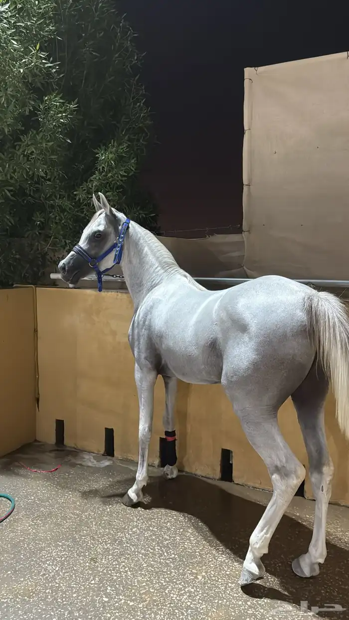 حصان مصري بيور الجبيل الصناعيه 1