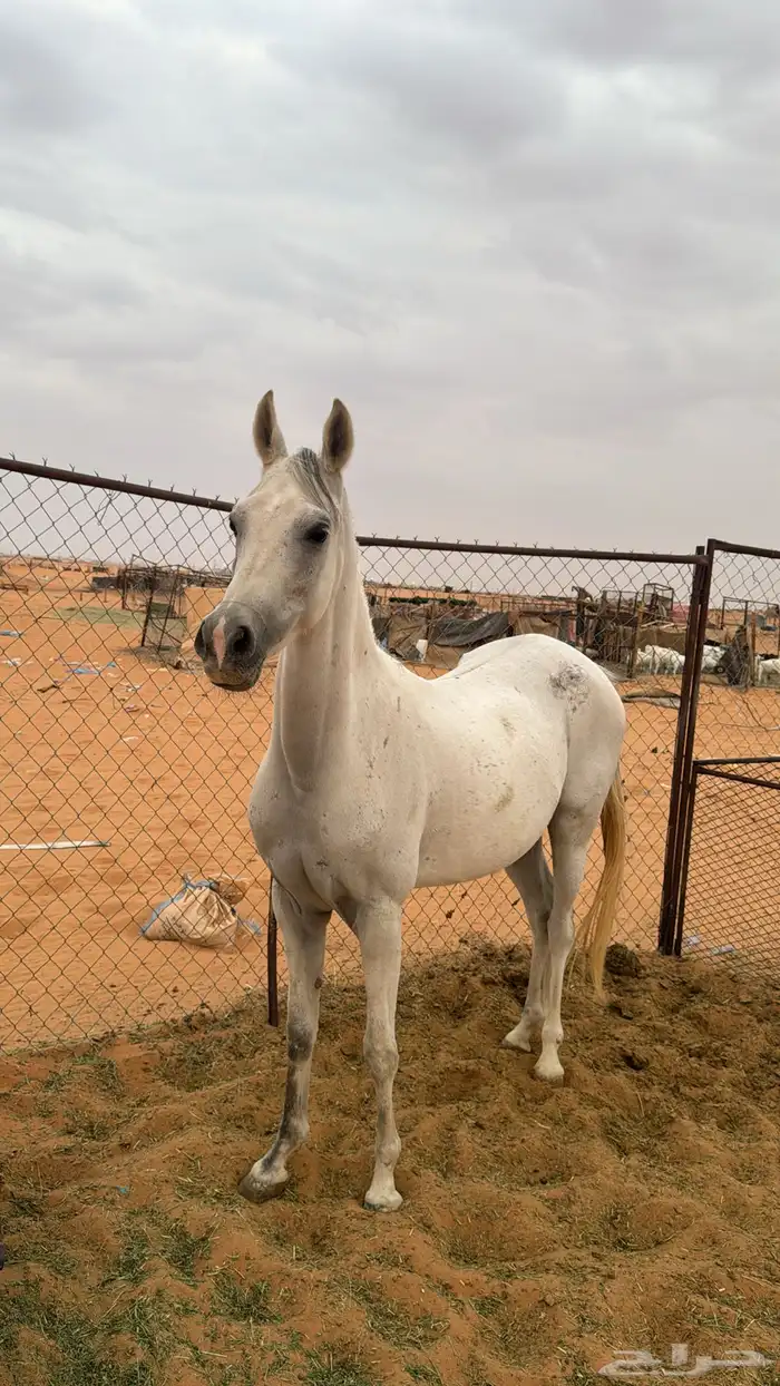 فرس شعبيه كفو 0