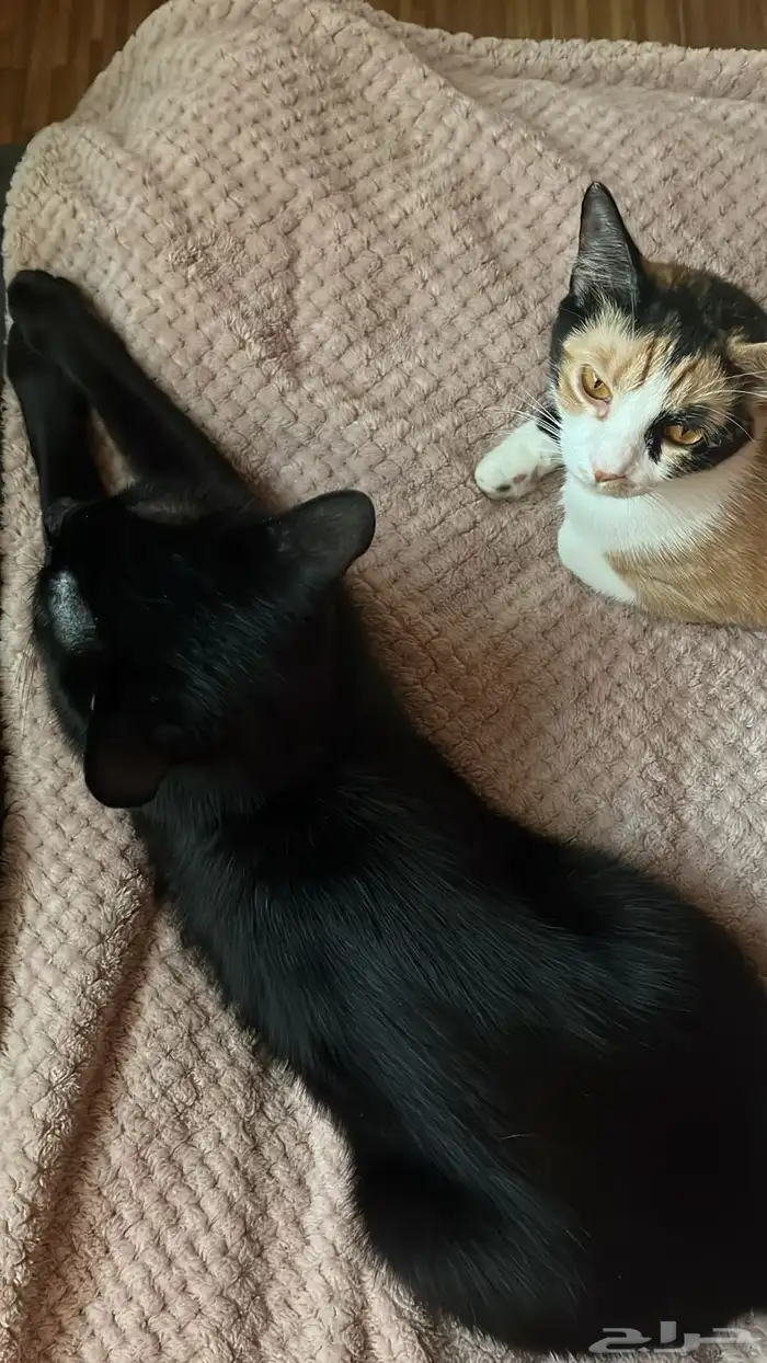 قطط للتبني 5