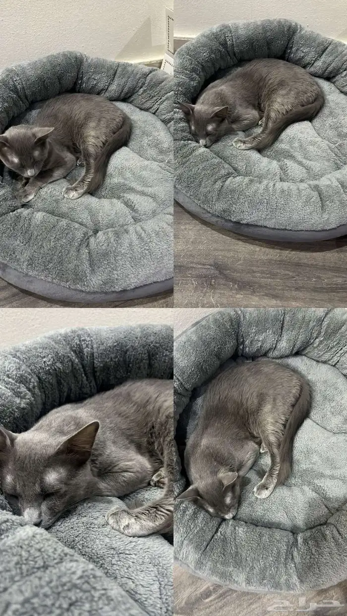 قطط رمادي للتبني 3