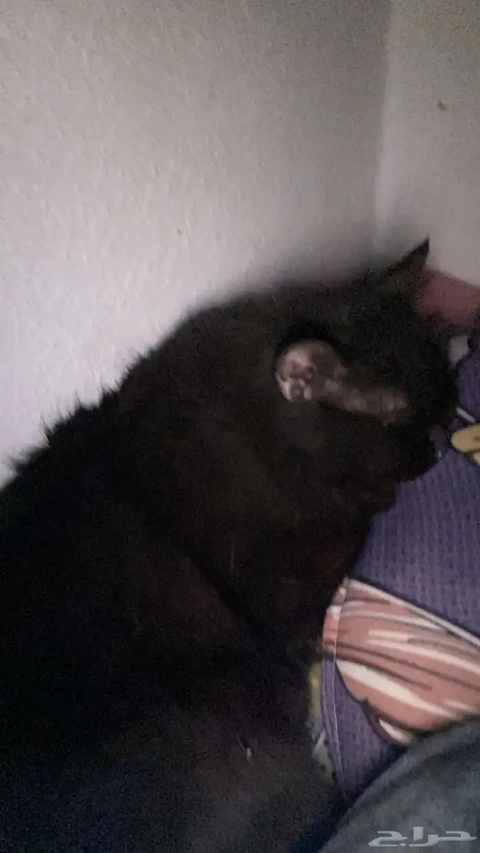 السلام عليكم 1