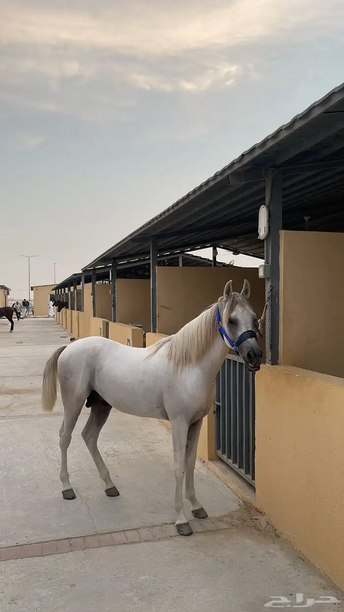 حصان مصري بيور الجبيل الصناعيه 3