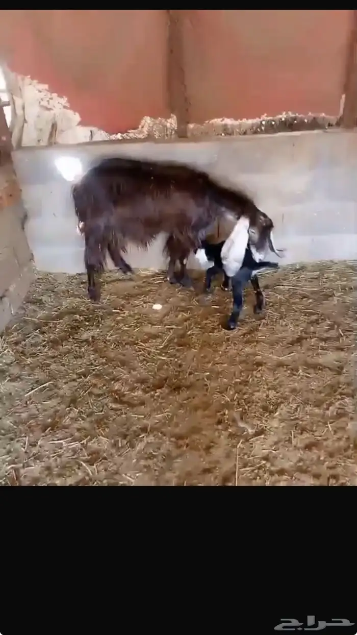 معزا مشاكيل كل وحدة تحتها تابع 1