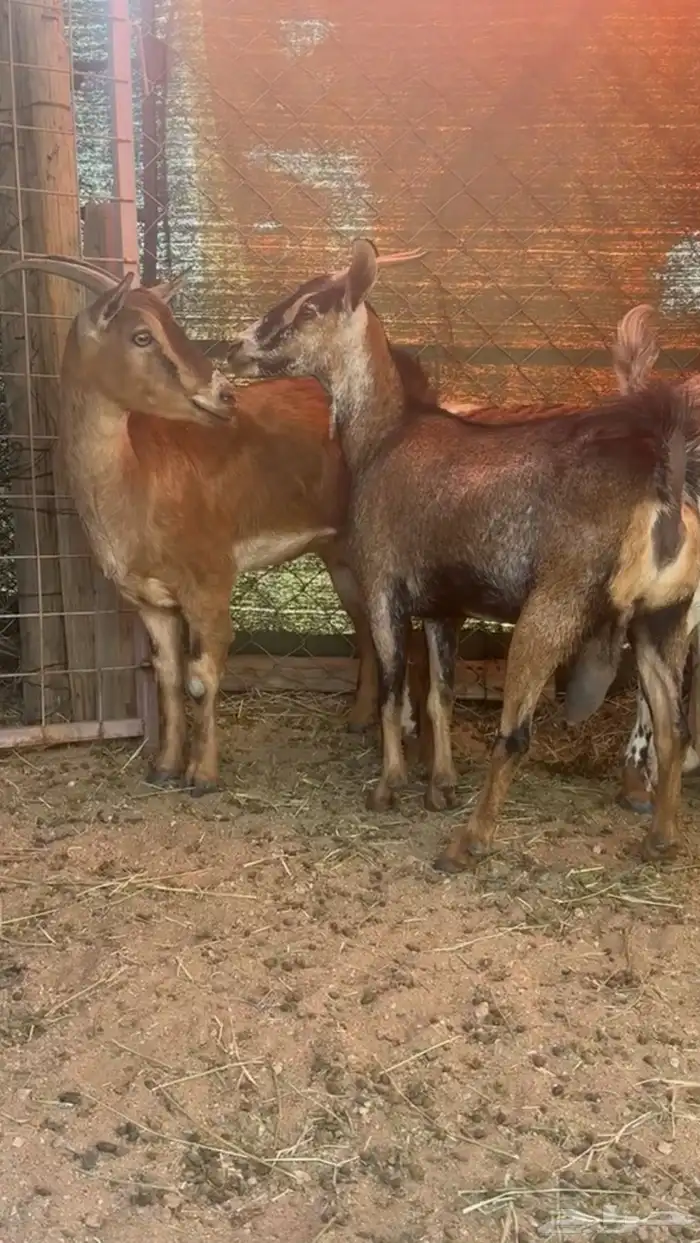 معزا دفيع العدد 4 4