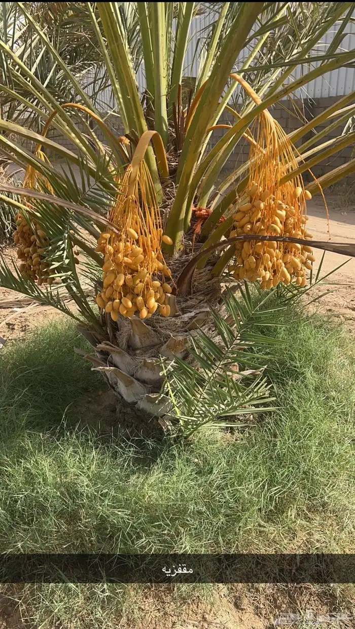 جثايث للبيع مقفزي وشكل وبديره وحمراء عميق وحمراء حصان وخلعه 13