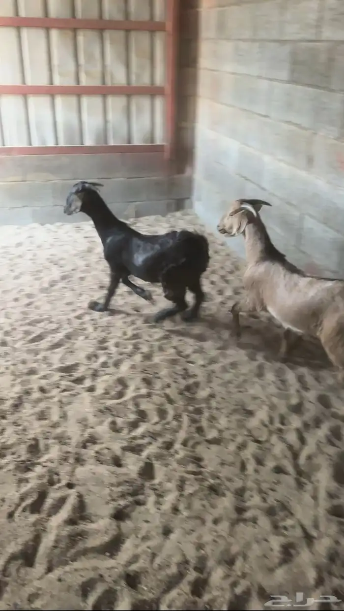 ذبايح خرفان 4