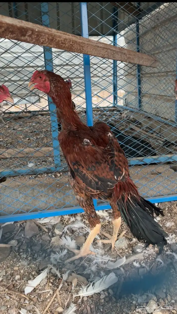 ديك سندي فاخر 0