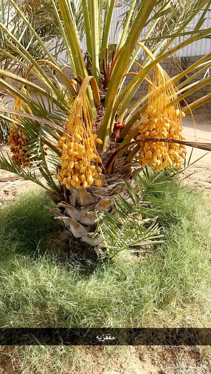 جثايث للبيع مقفزي وشكل وبديره وحمراء عميق وحمراء حصان وخلعه 12