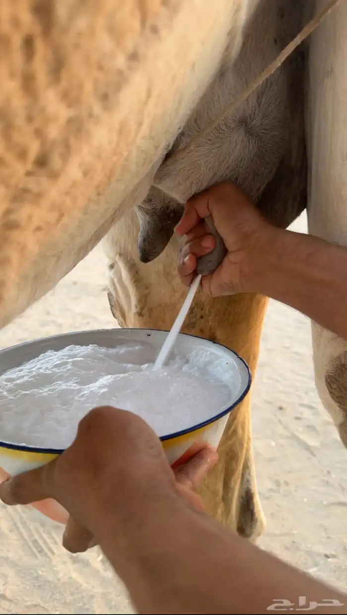 خلفه تحته بكره 3