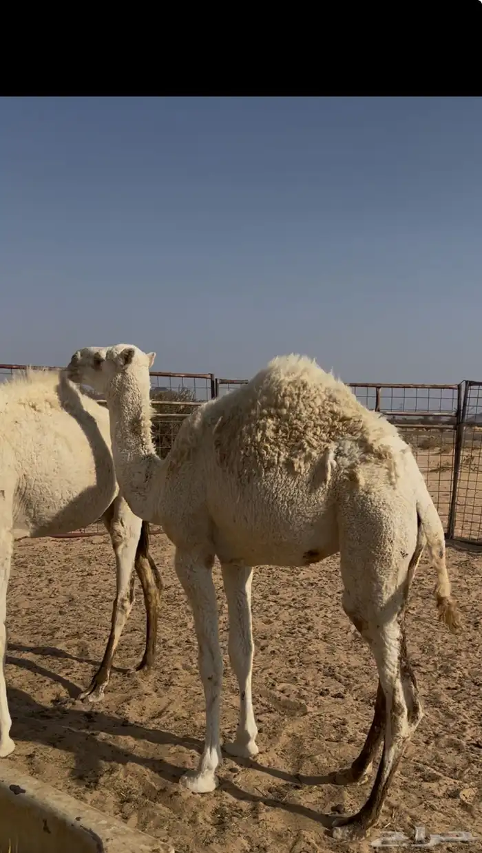 بكرتين وناقه للبيع 5