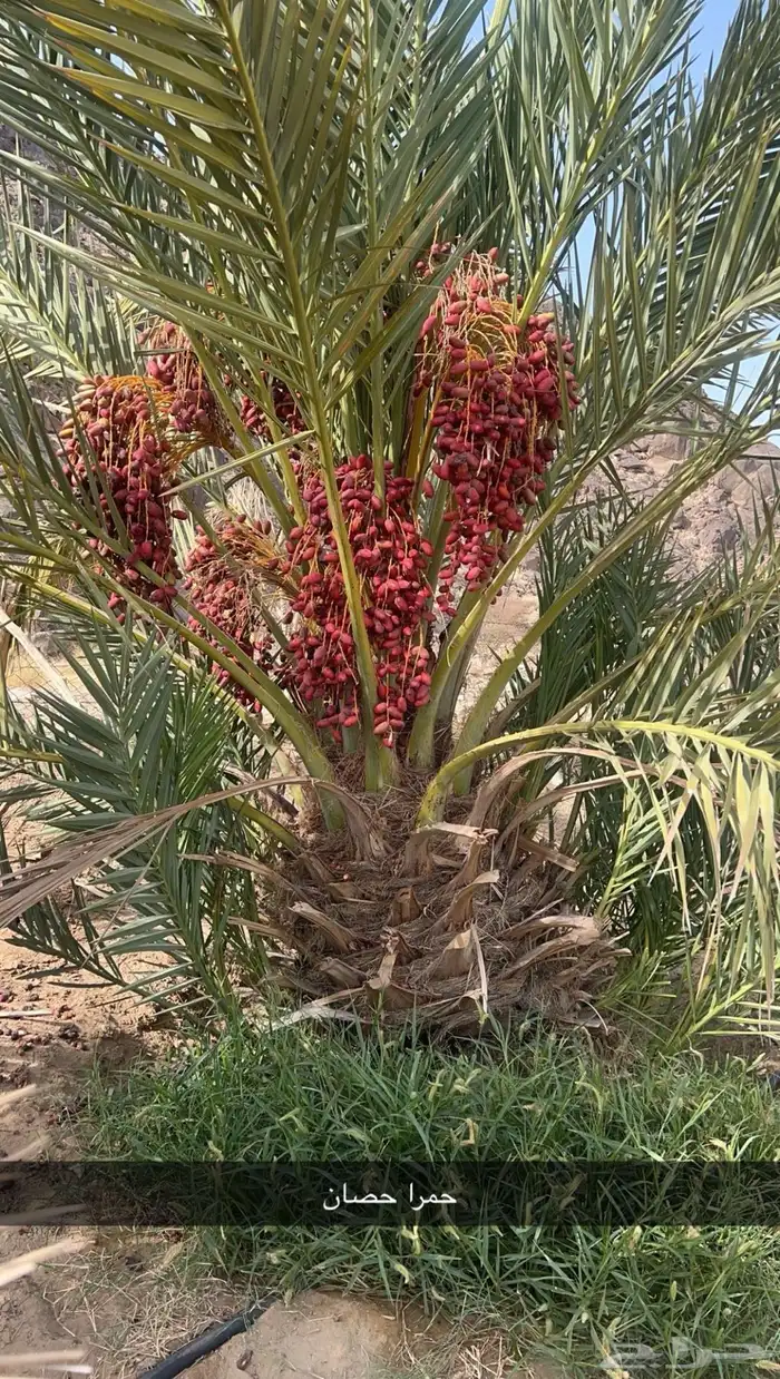 جثايث للبيع مقفزي وشكل وبديره وحمراء عميق وحمراء حصان وخلعه 10