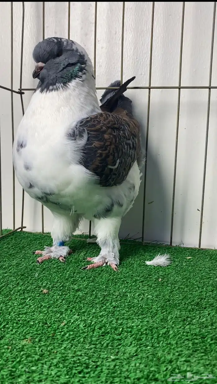 حمام مودينا أمريكي 5