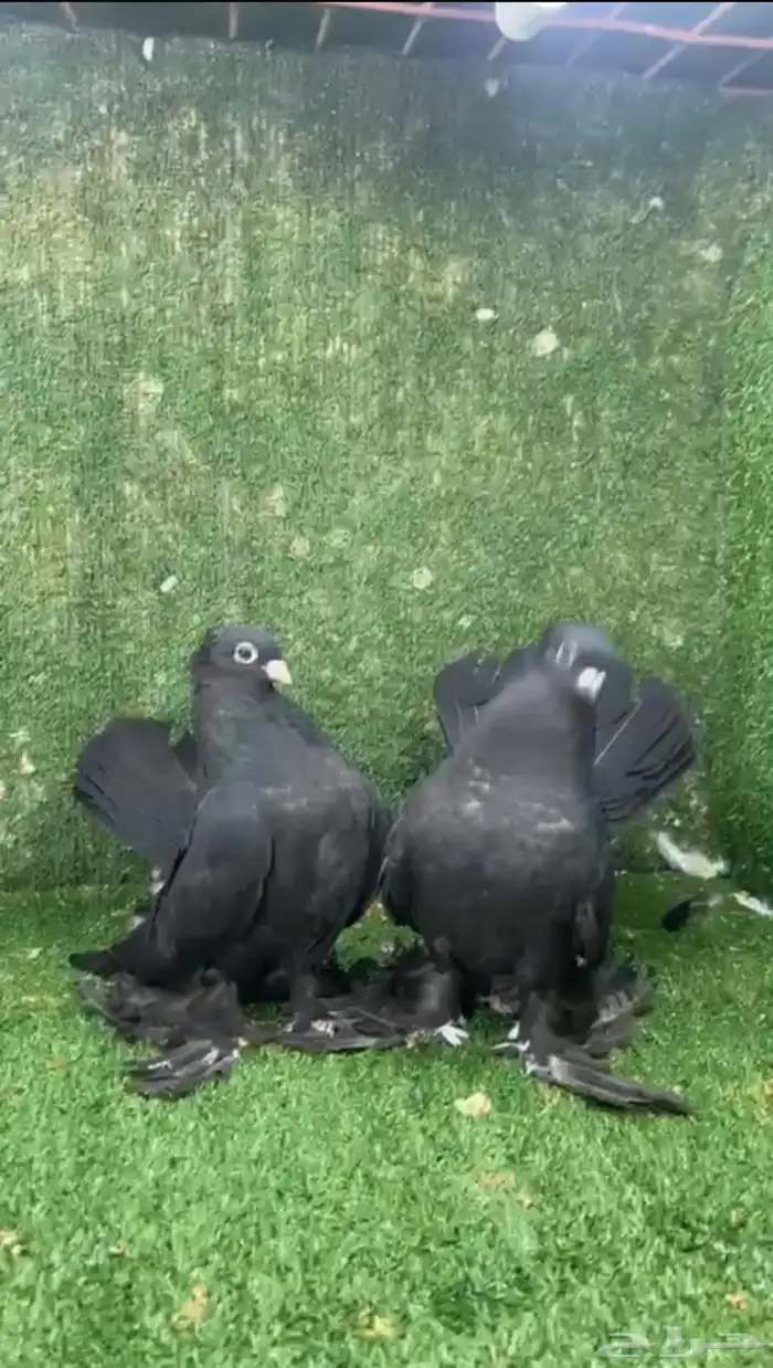 كرنقو رستوف الاسكا 0