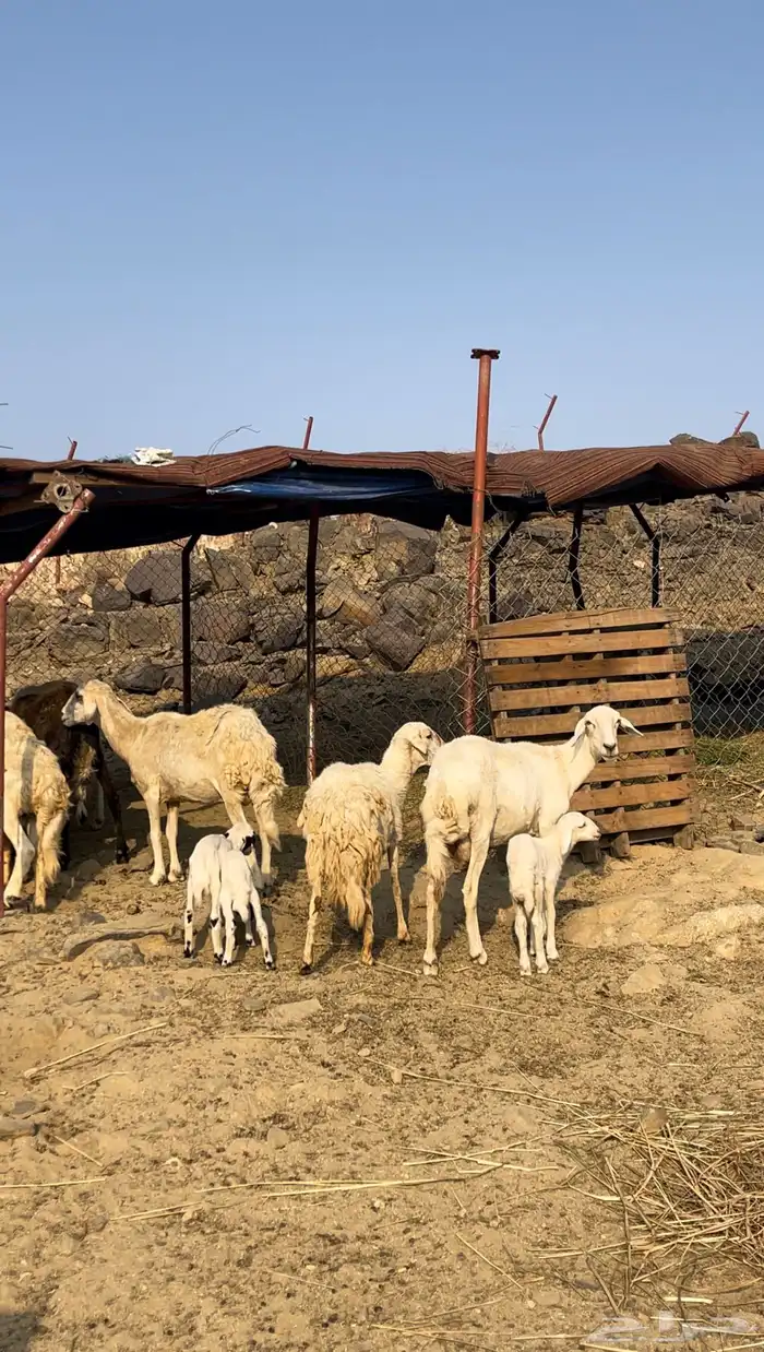 ضان مواليد ودفاع 0