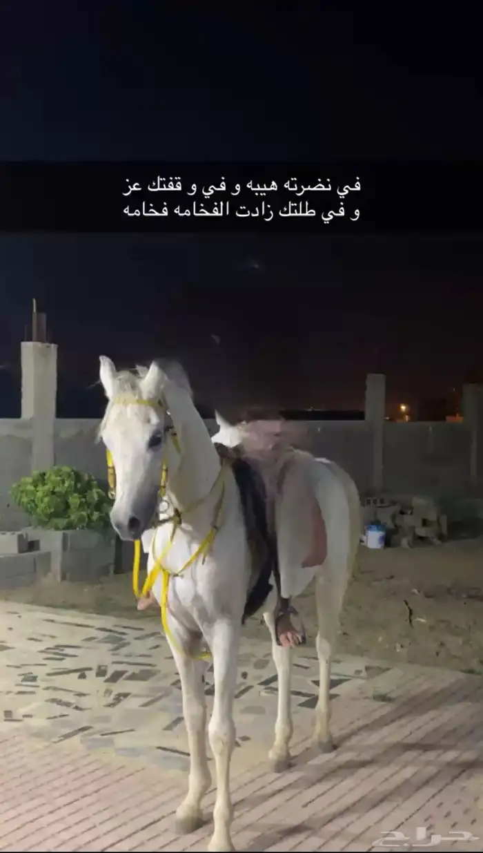 حصان عربي اصل محصن كل التحصينات ومشروط 2