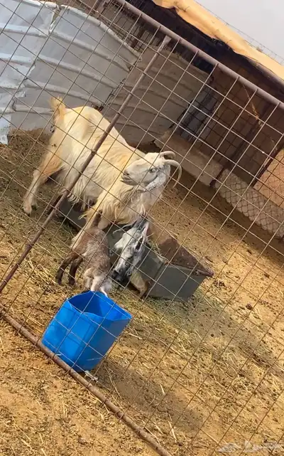 معزا خلفات index