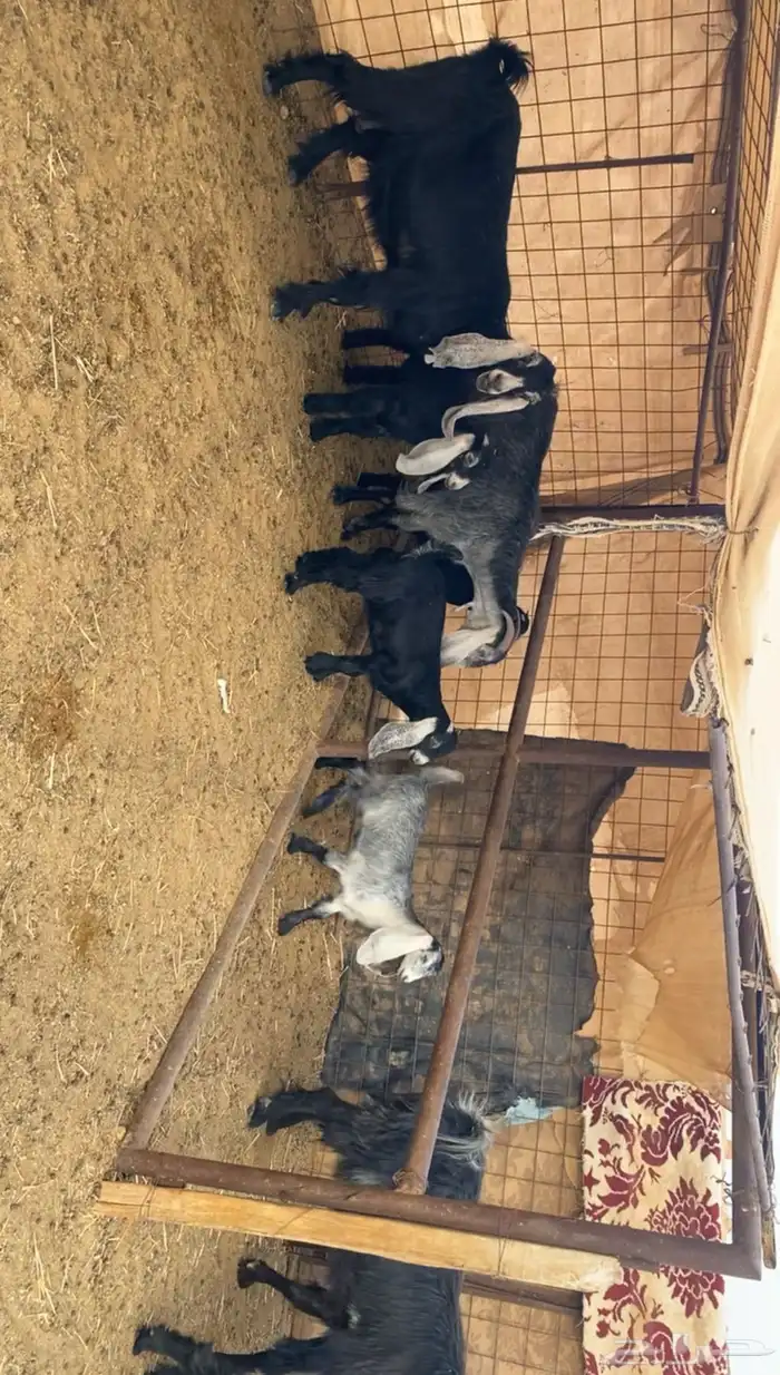 معزا خلفات 6