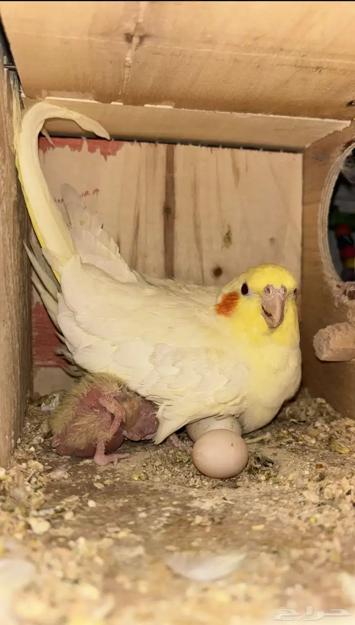 زوج كروان لاتينو منتج 0