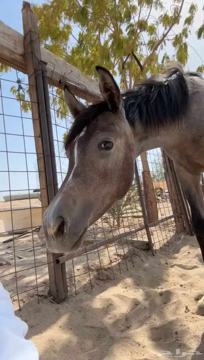 مهره فاخرة 6