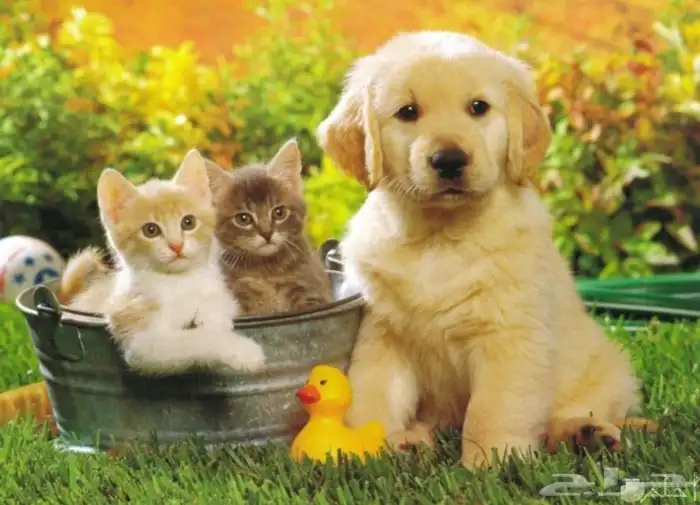 توصيل حيوانات من الرياض القصيم حائل والعكس 0