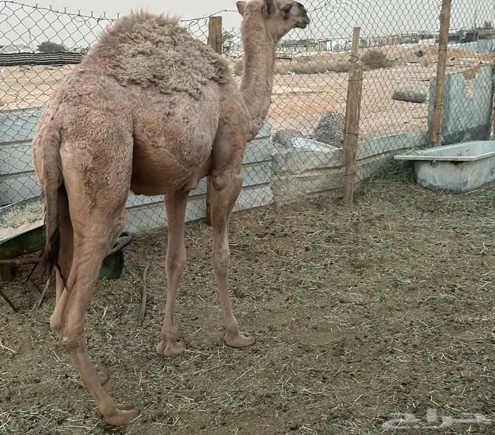 بكرا حشو قصب 3