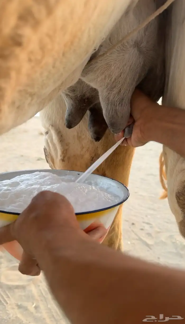 خلفه تحته بكره 4