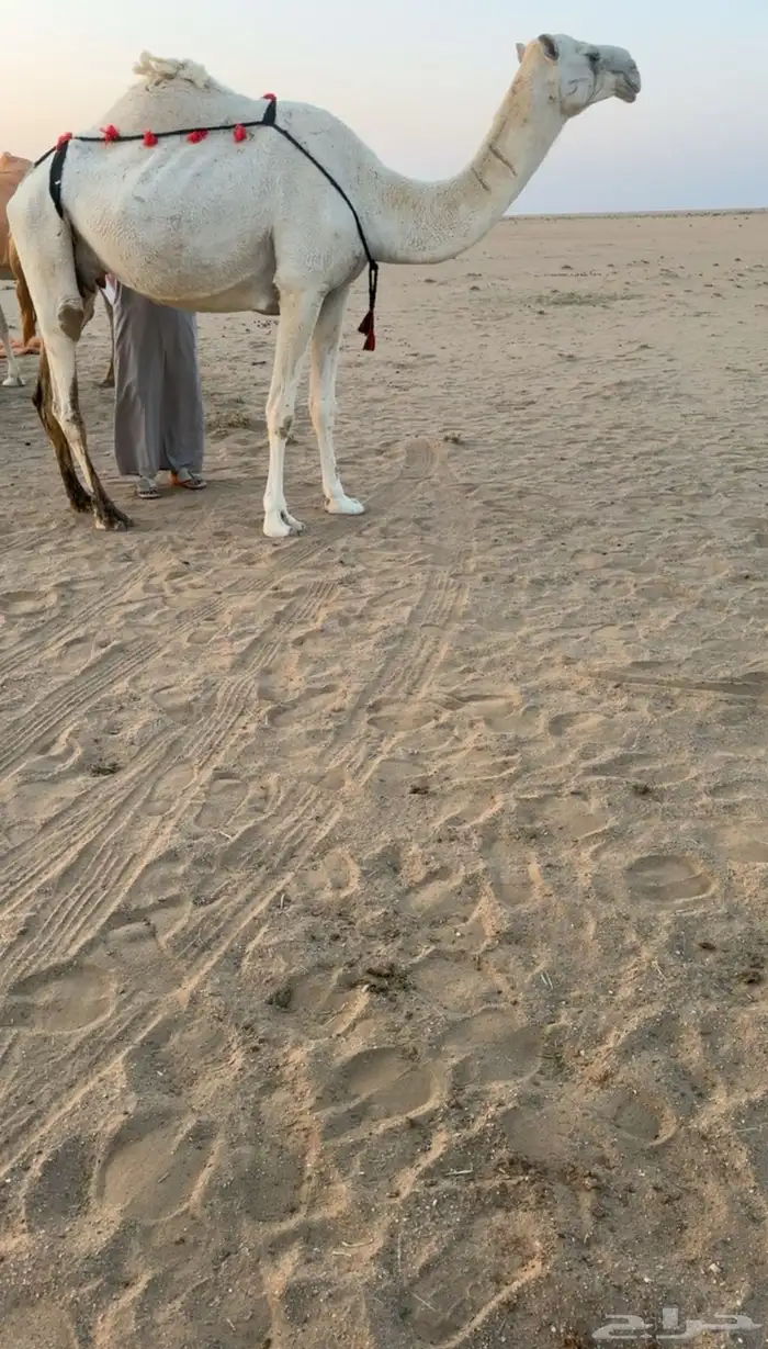 خلفه تحته بكره 0