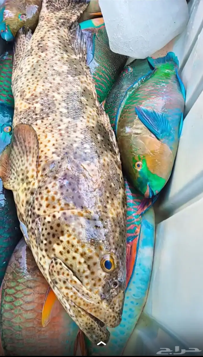 اسماك اليوم 7