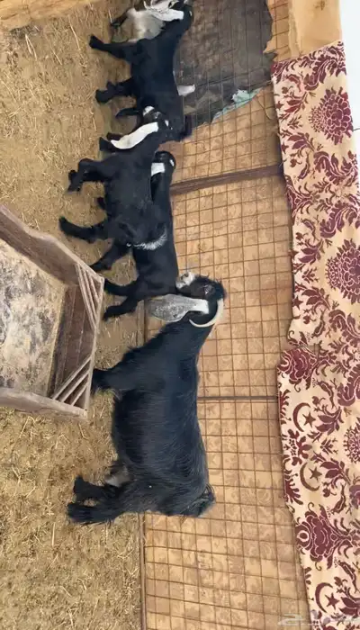 معزا خلفات index