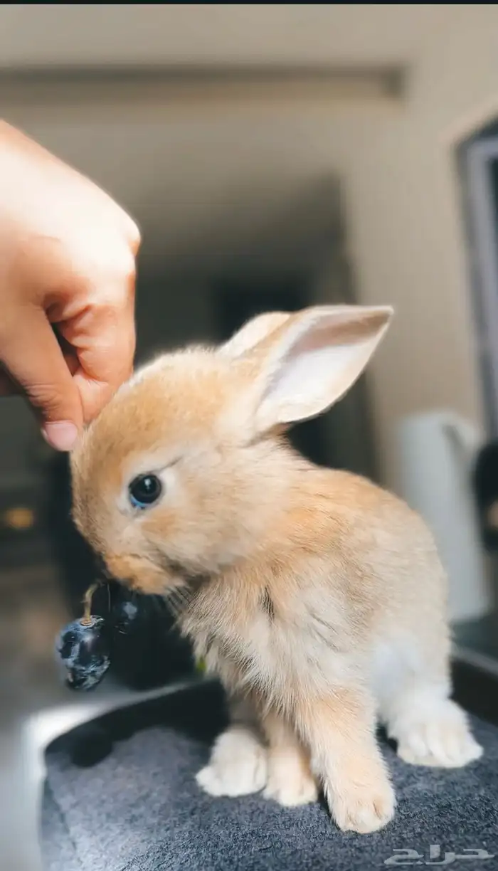 ارنب للبيع 1