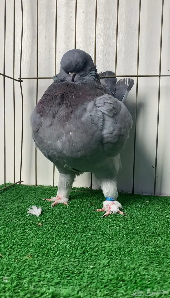 حمام مودينا أمريكي 7