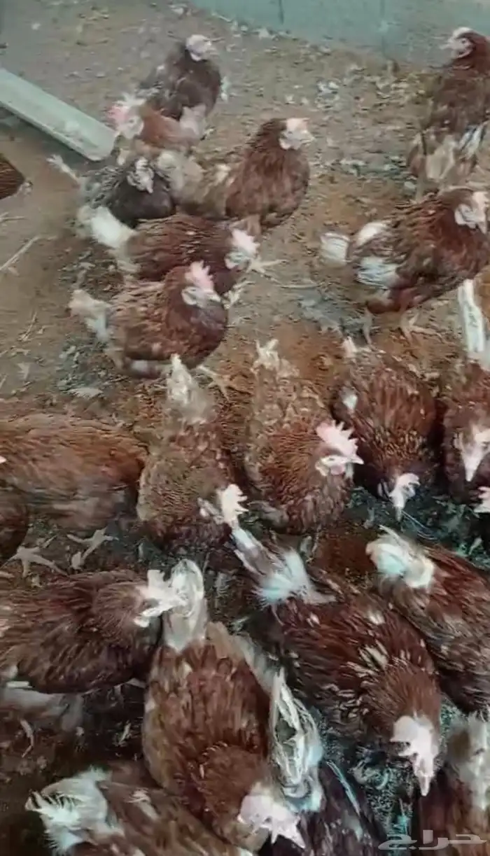 دجاج لوهمان بياض شرط بيور اصلي 3