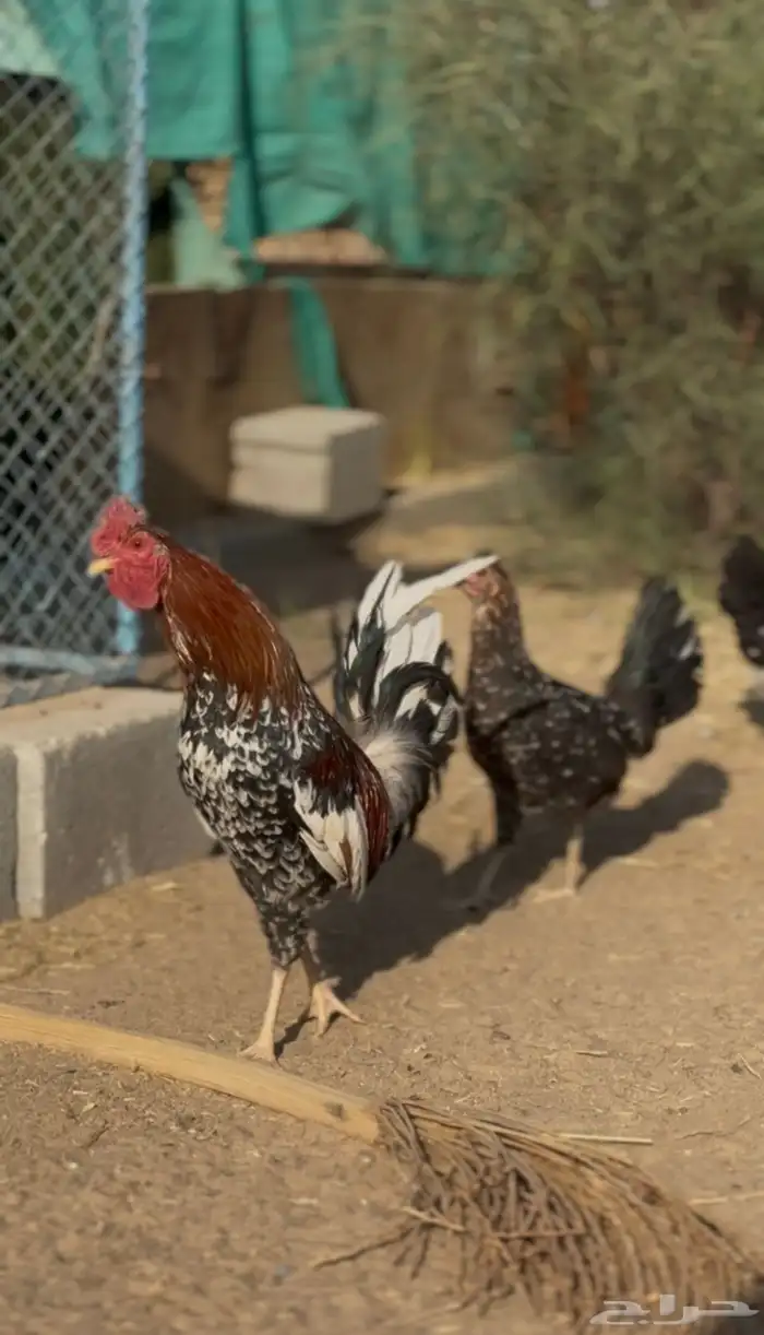 دجاج طقم ماكنتوش عربي 0