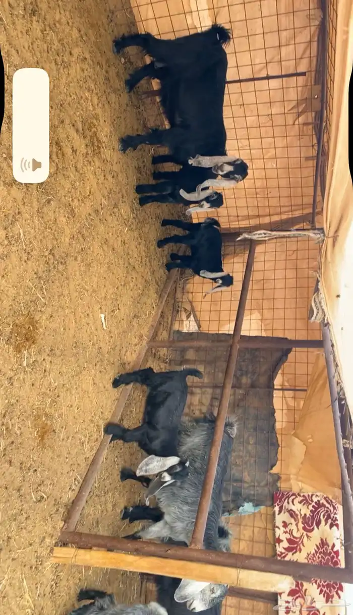 معزا خلفات 3