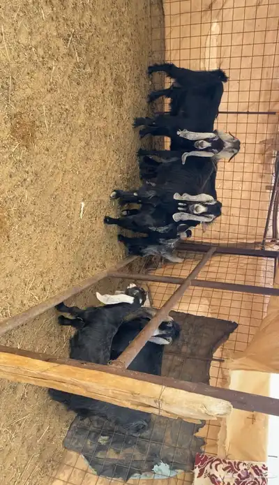 معزا خلفات index