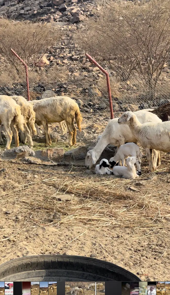 ضان مواليد ودفاع 1