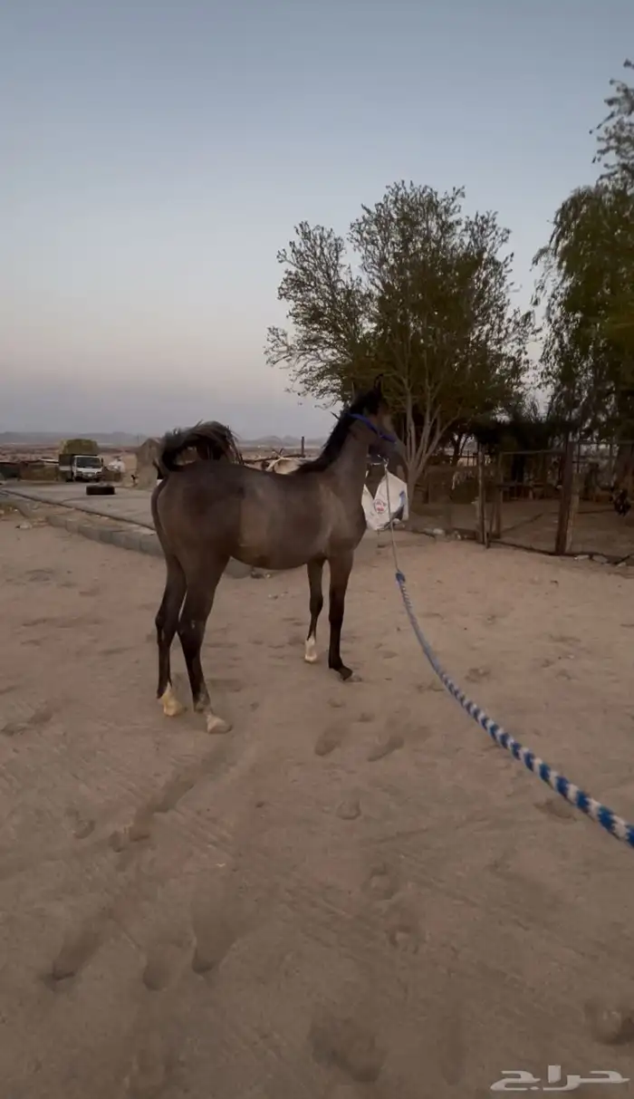 مهره فاخرة 3