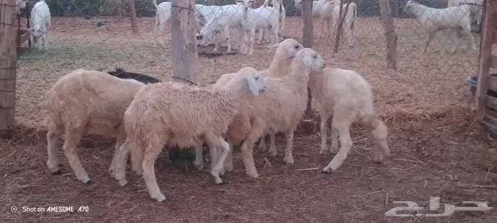 رخال مهجن حري من 650 ريال 8