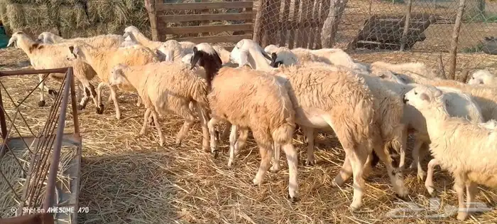 رخال مهجن حري من 650 ريال 11