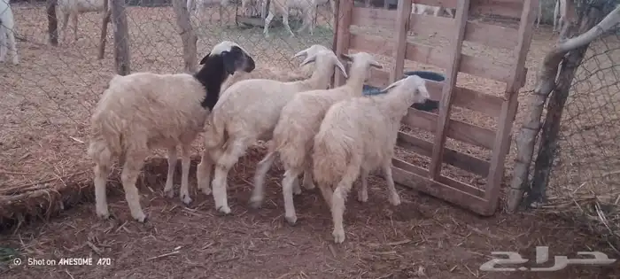 رخال مهجن حري من 650 ريال 10