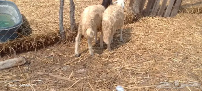 رخال مهجن حري من 650 ريال 14