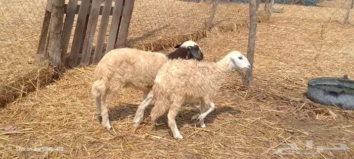 رخال مهجن حري من 650 ريال 12