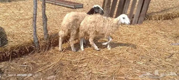 رخال مهجن حري من 650 ريال 13