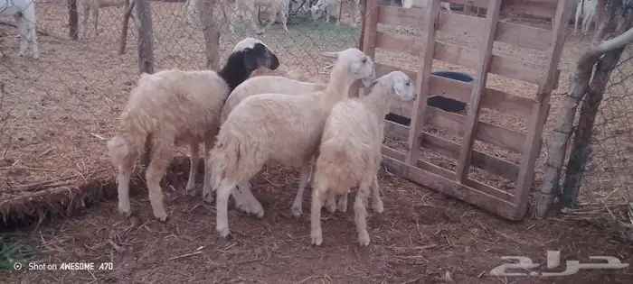 رخال مهجن حري من 650 ريال 7