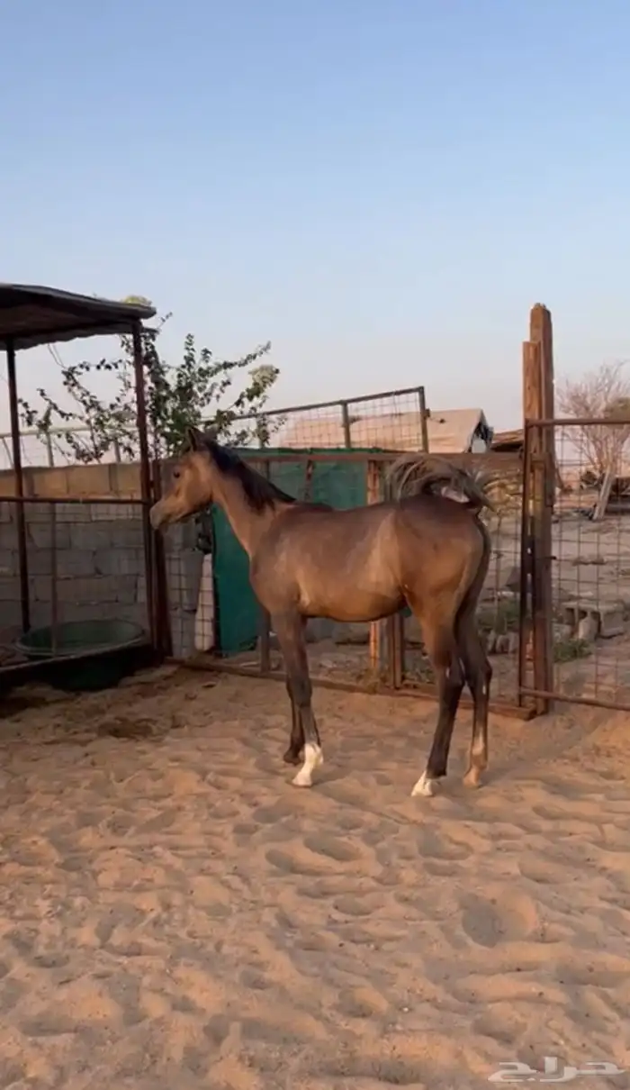 مهره فاخرة 0