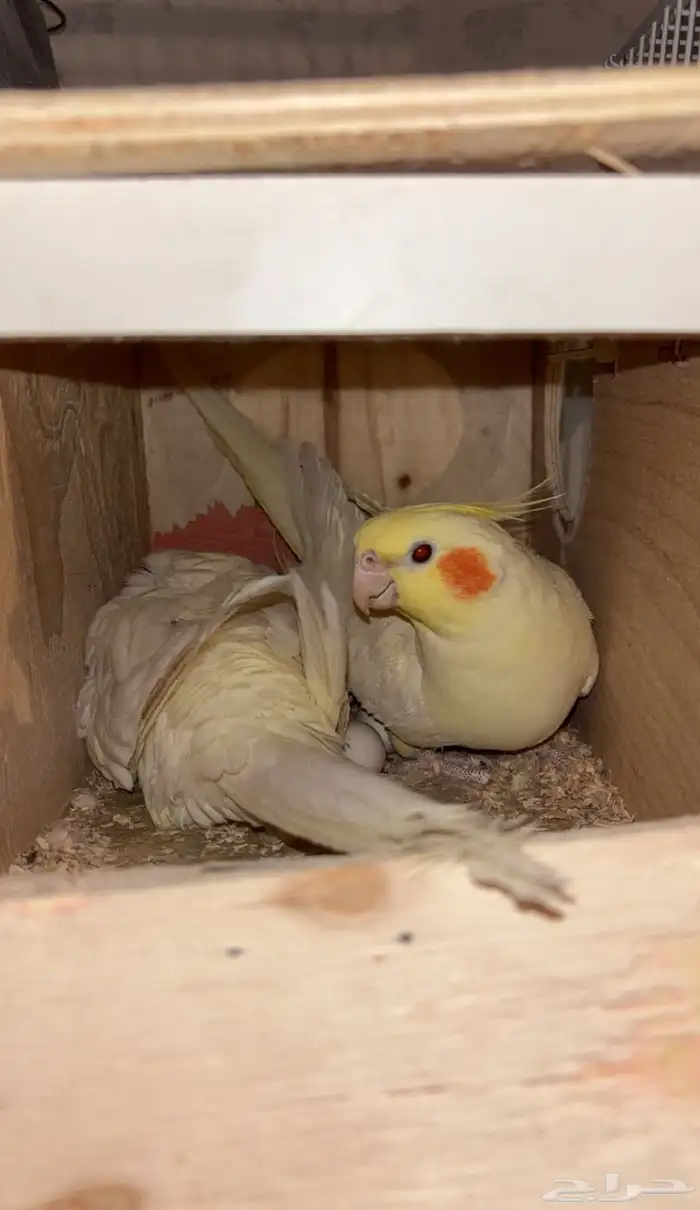 زوج كروان لاتينو منتج 2