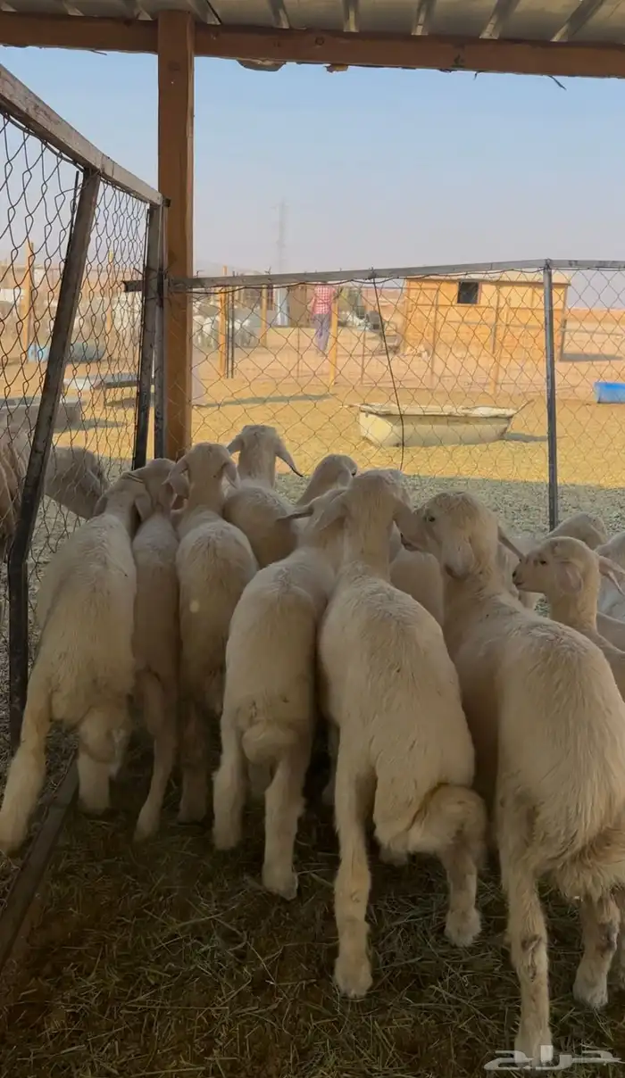 غنم حريات حرش 3