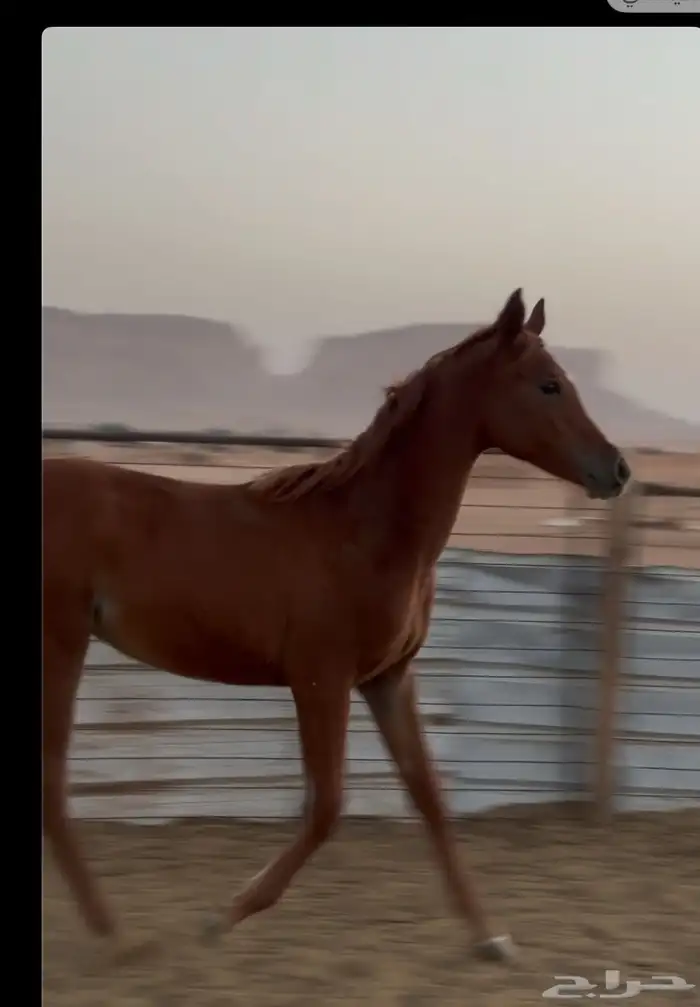 مهر عربي بدون أوراق 0